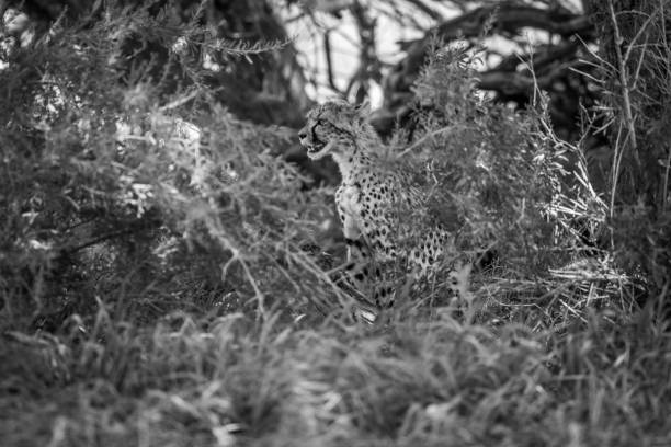istock Starring Cheetah in bush in black and white. 669634500