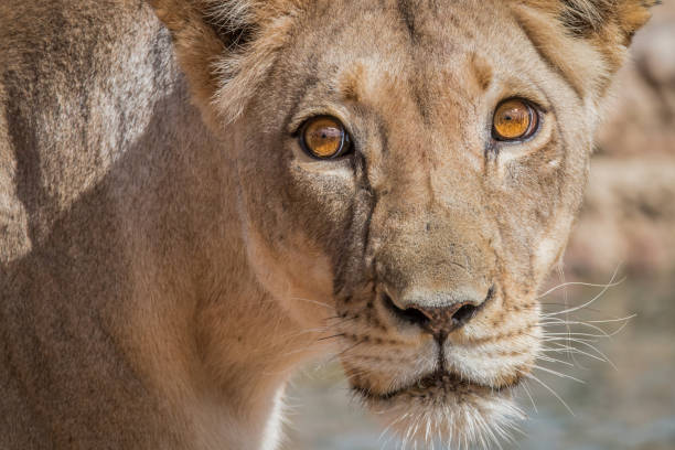 istock Lioness starring at the camera. 669634588