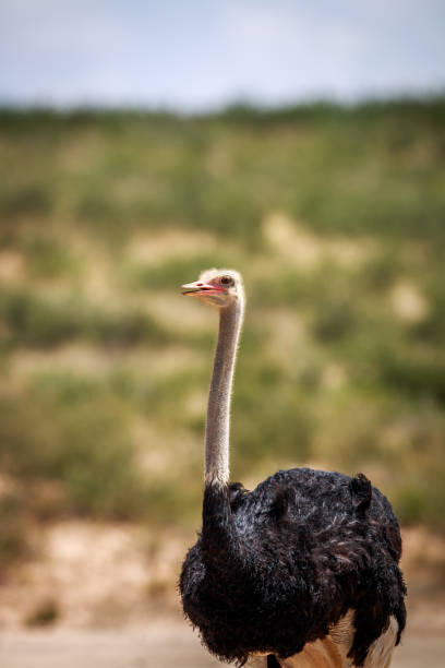 istock Close up of a male Ostrich. 669634604