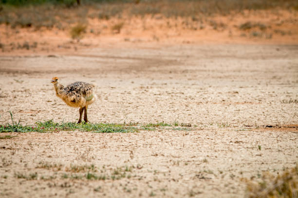 istock Ostrich chick standing in a patch of grass. 669634608