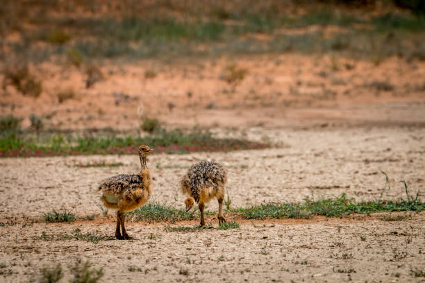 istock Two Ostrich chicks in Kgalagadi. 669634614