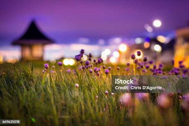 Thrift Flowers Under The Lights Of Southbourne Promenade After Sunset Stock Photo - Download Image Now