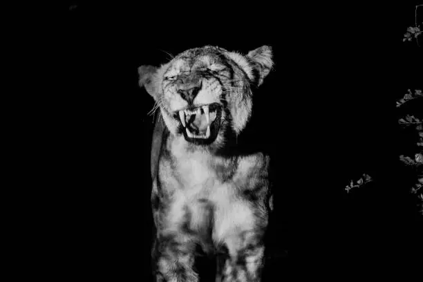 Photo of Black and white picture of a growling Lioness.