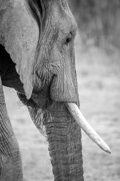 istock Side profile of an Elephant in black and white. 669635090