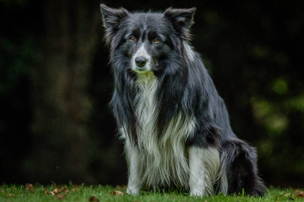 istock Starring black and white Border Collie. 669635110