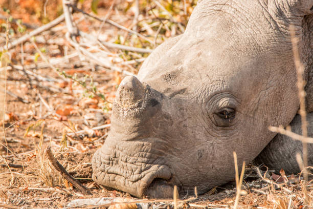 istock Sleeping baby White rhino. 669635114