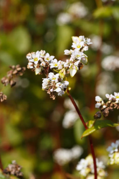 istock field of buckwheat closeup 669635168