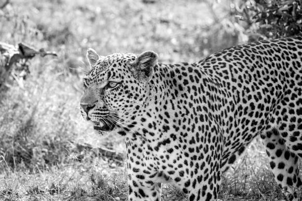 istock Leopard walking in the grass in black and white. 669635244