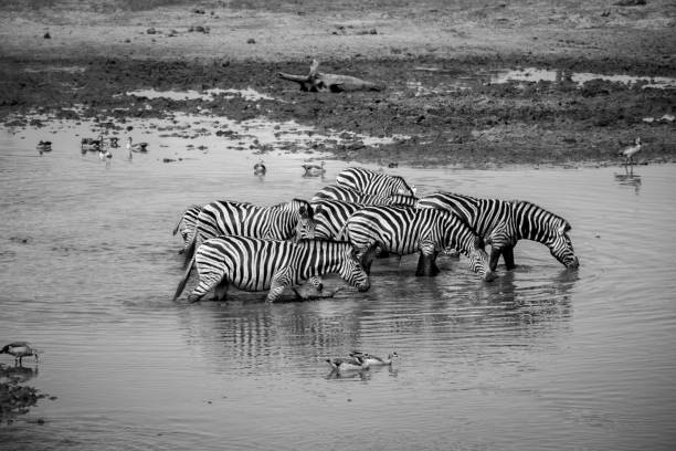 istock Group of Zebras walking through the water. 669635250
