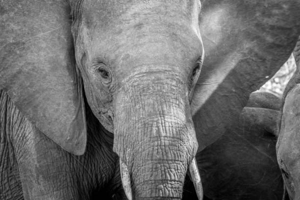 istock Close up of an Elephant head in black and white. 669635272