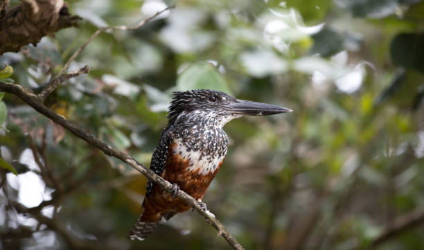 istock Giant kingfisher 669638798