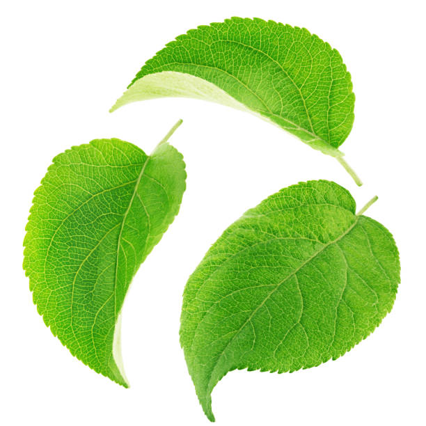 istock Set of apple tree leaves isolated on a white 669642026