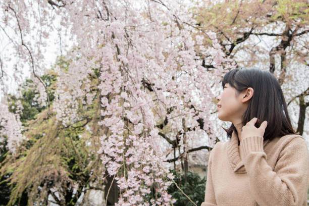 istock Young beautiful woman with weeping cherry blossoms 669648674