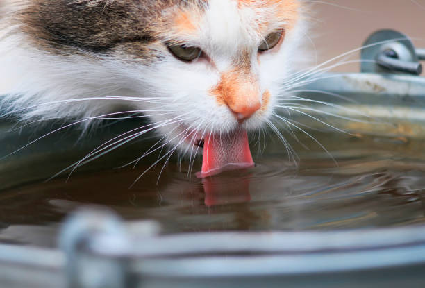 istock beautiful domestic cat eagerly drinks water from the iron bucket 669648732