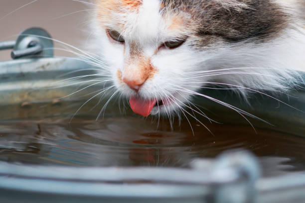istock beautiful domestic cat eagerly drinks water from the iron bucket 669648752
