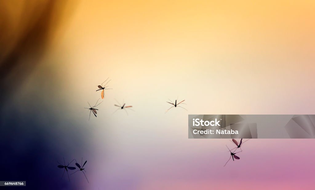 beautiful natural background with sunset and a bunch of flying mosquitoes Mosquito Stock Photo