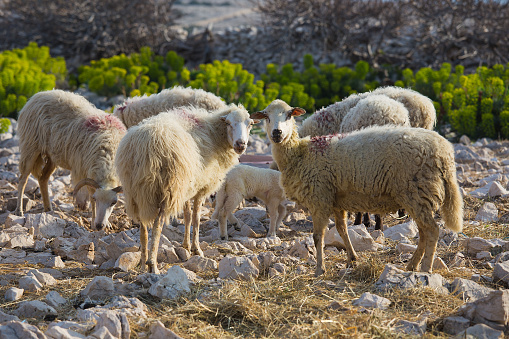 Flock of sheep looking for food on the land. Taken via medium format camera. Antalya, Türkiye.