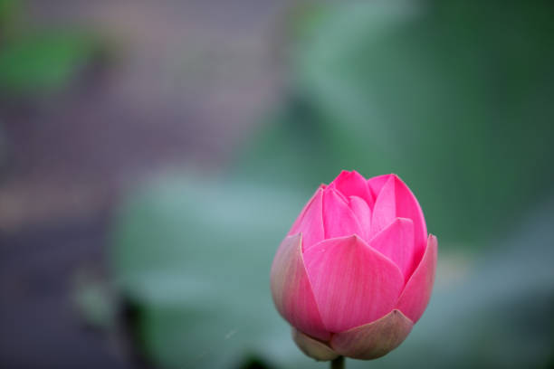 istock lotus flower blooming in garden 669651920