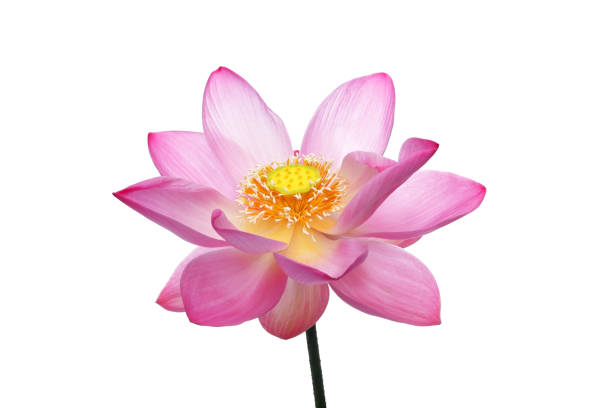 istock lotus flower isolated on white background. 669652048