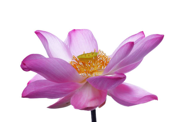 istock lotus flower isolated on white background. 669652132