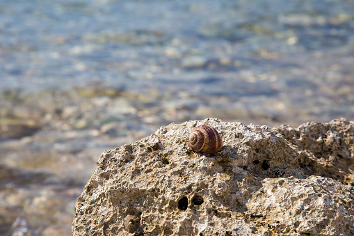Snail shell on rock - little snail house on beach