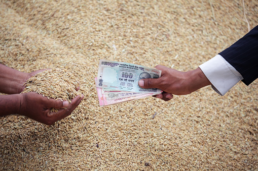 hand of businessman and farmer trading rice grain with rupee note with rice grain background.