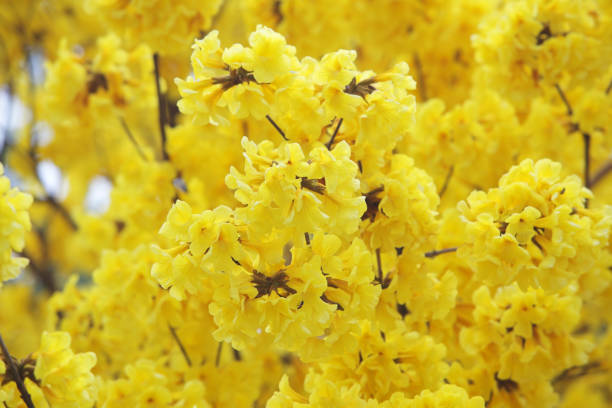 istock colorful yellow silver trumpet flower as background. 669652362