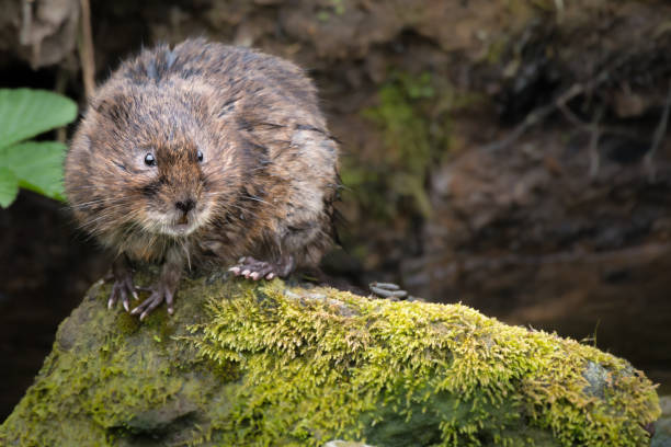 Wild Water Vole stock photo