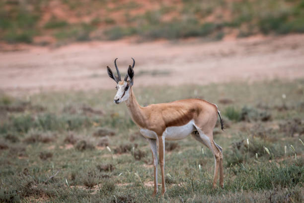 istock Starring Springbok in the Kgalagadi. 669653048
