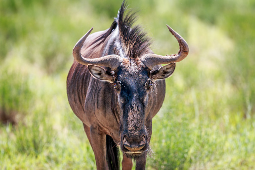 Blue wildebeest (Connochaetes taurinus) in the savannah