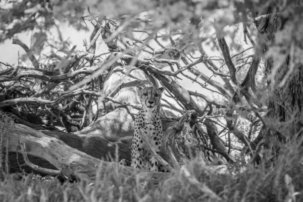 istock Cheetah sitting under a tree in black and white. 669653248