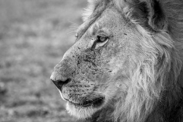 istock Side profile of a Lion in black and white. 669653388