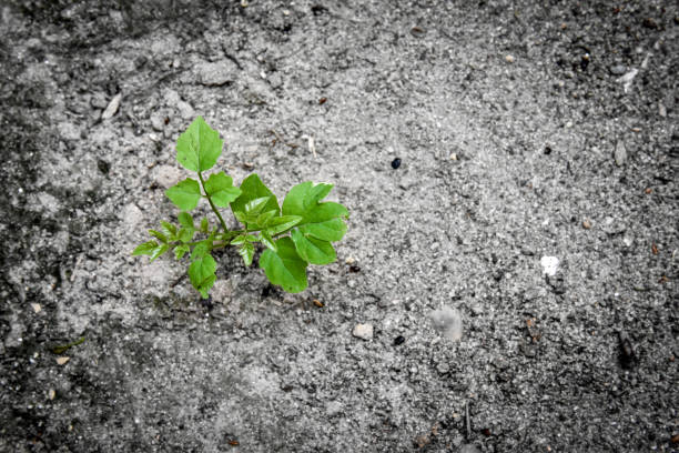 istock a new beginning young plant grow in a dry soil 669653484