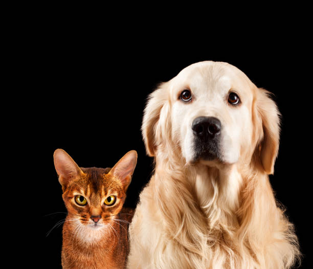 istock Cat and dog, abyssinian kitten , golden retriever 669656044