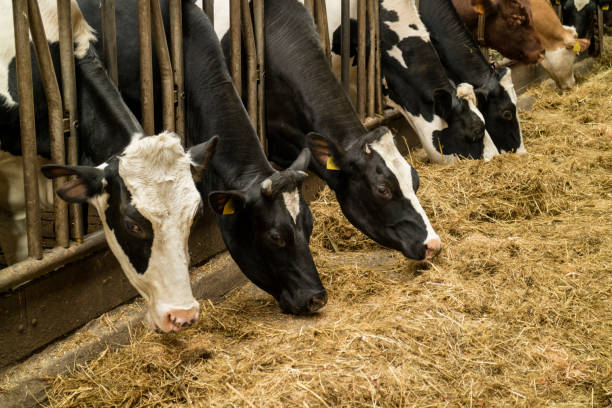 istock Cows in the stable eating hay 669659684
