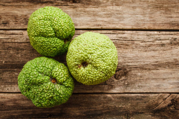 Several Adam's apples on wood flat lay Several Adam's apples on wood flat lay. Top view on old grungy wooden background with three green osage oranges, free space for text. Exotic, gourmet concept maclura pomifera stock pictures, royalty-free photos & images