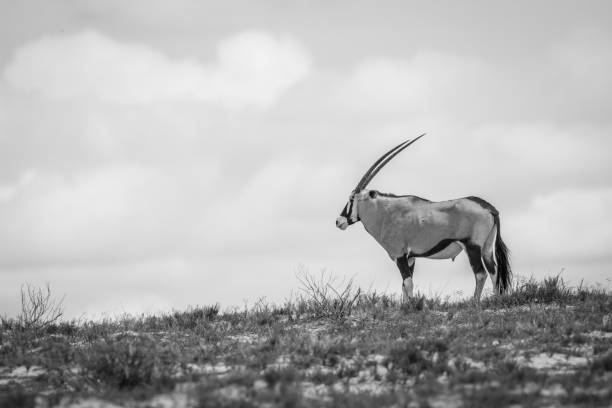 istock Gemsbok standing on a ridge in black and white. 669665106