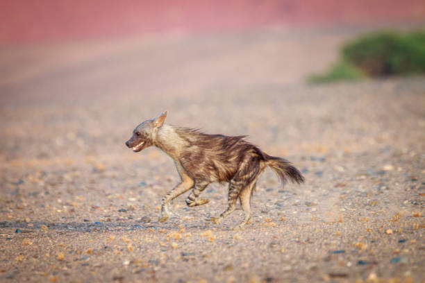 istock Brown hyena running in the desert. 669665842