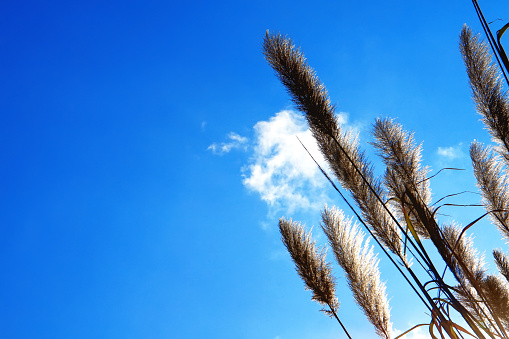 Lemma grass that the light of the sun shining behind with bright blue sky