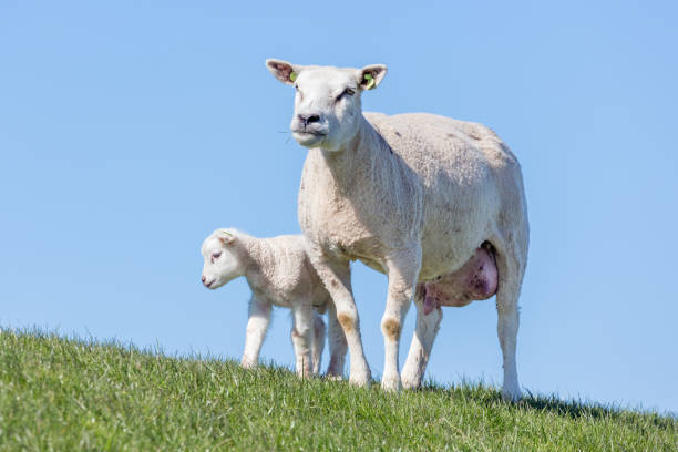 istock Sheep and little lamb in Dutch field 669667244