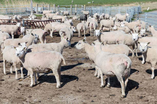 istock Dutch farm with pregnant sheep 669667256
