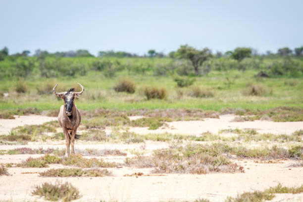 Blue wildebeest starring at the camera in the Etosha National Park, Namibia.