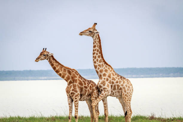 istock Side profile of two Giraffes. 669670790
