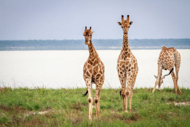 istock Giraffes walking towards the camera. 669670808