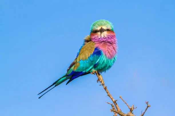 Photo of Lillac-breasted roller in Kruger national park, South Africa