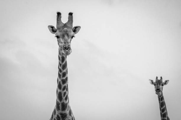 istock Giraffe looking at the camera in black and white. 669670876