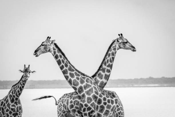 istock Two Giraffes crossing their neck. 669670944
