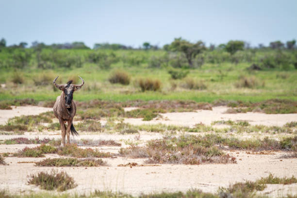 istock Blue wildebeest starring at the camera. 669671036