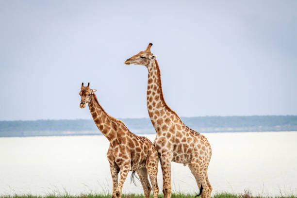 istock Side profile of two Giraffes. 669671372