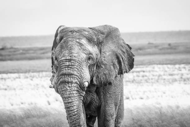 istock Elephant bull walking towards the camera. 669672144